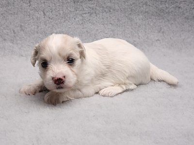 Bichon Havanais hvalpe fra Kennel Miki Nanoq